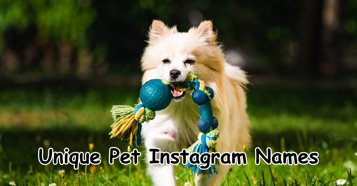 212+ Unique Pet Instagram Names To Attract
