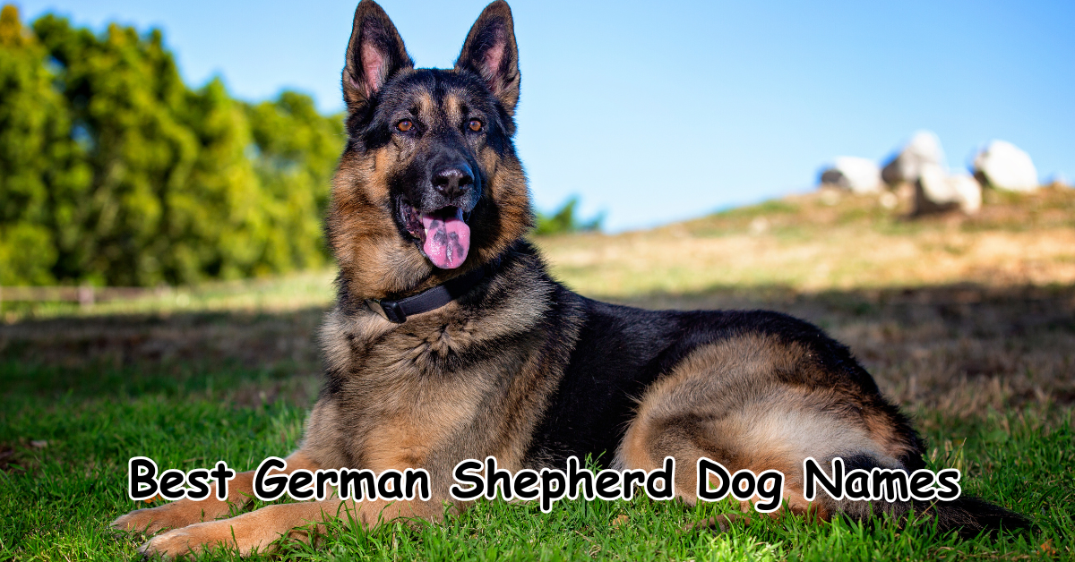 Best German Shepherd Dog Names