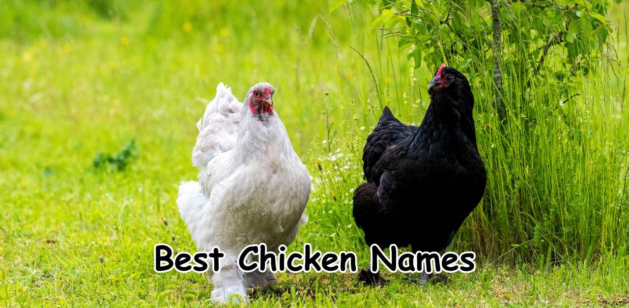 best chicken names
