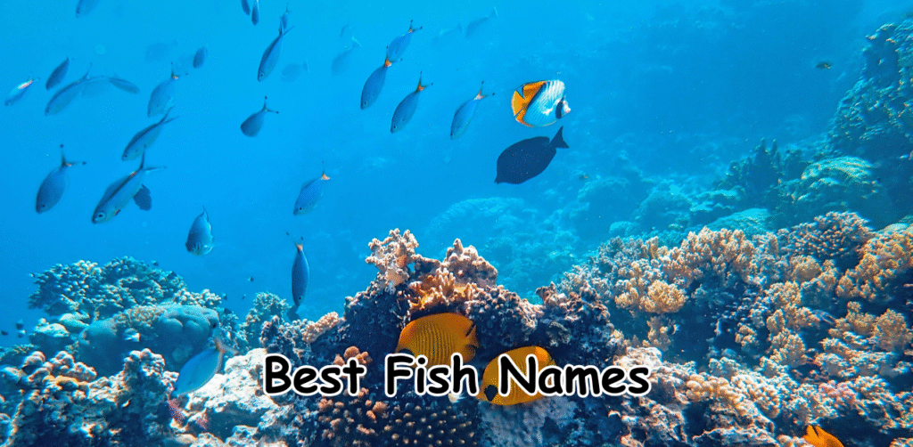 Best Fish Names: 200+ Cute & Unique Fish Name Ideas for 2025