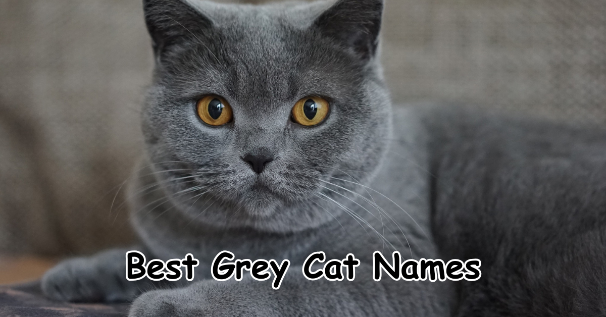 Best Grey Cat Names