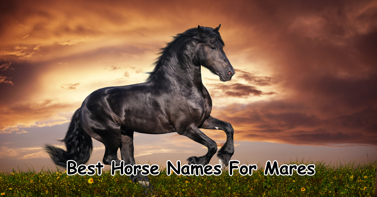 Best Horse Names for Mares