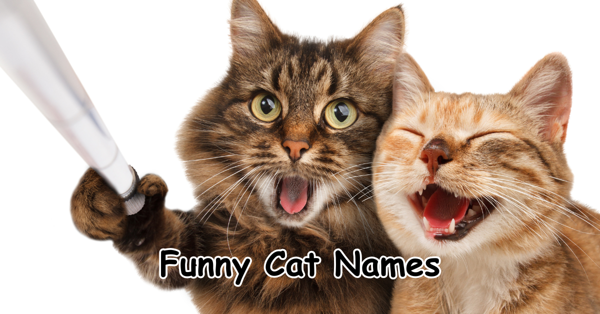 funny cat names